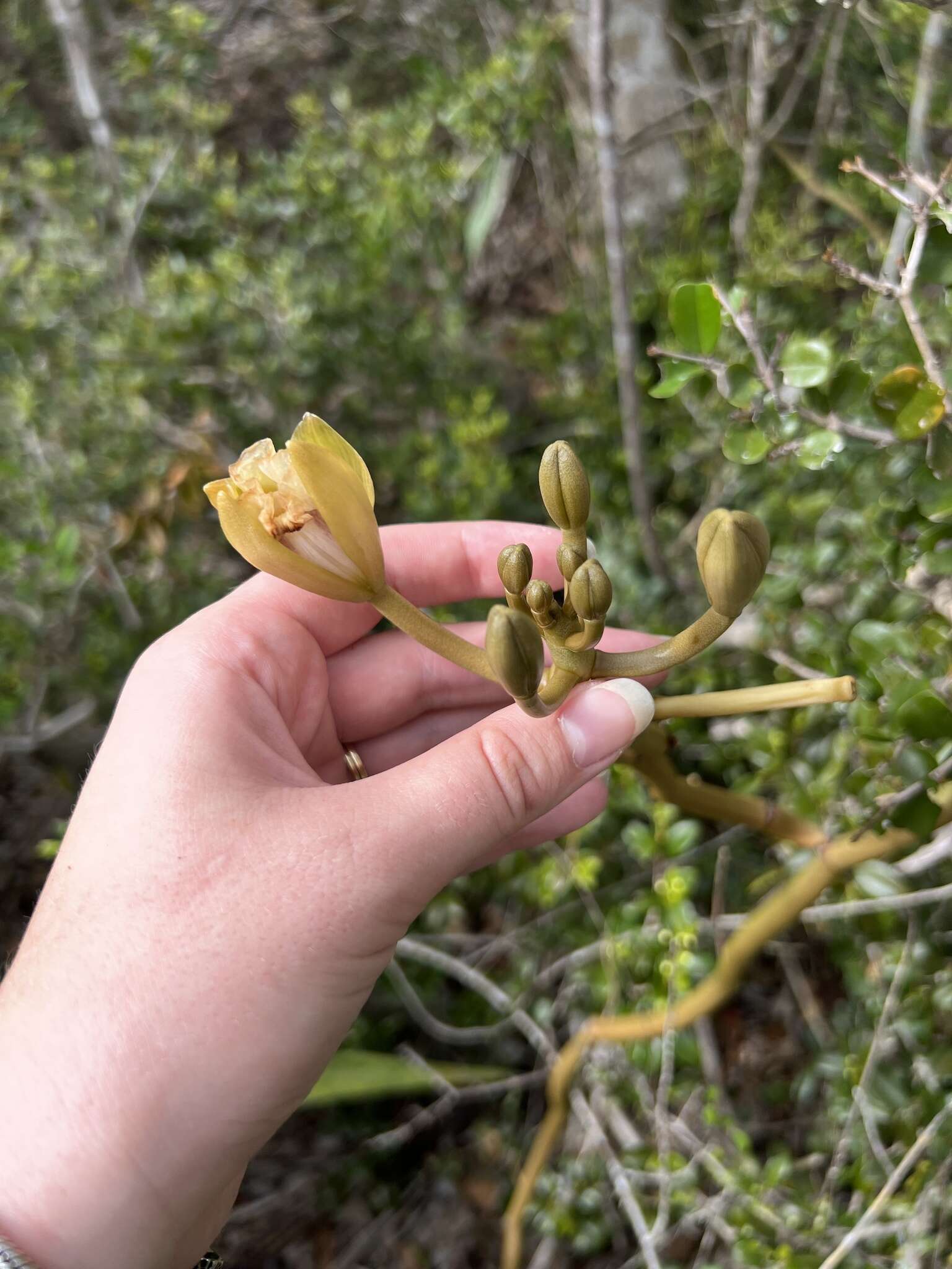 Image of Wormvine Orchid