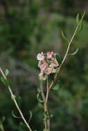 Image of Atraphaxis daghestanica (O. Lovelius) O. Lovelius