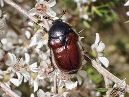 Imagem de Bisallardiana gymnopleura (Fischer von Waldheim 1823)