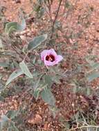 Image of Cienfuegosia australis (F. Müll.) K. Schum.