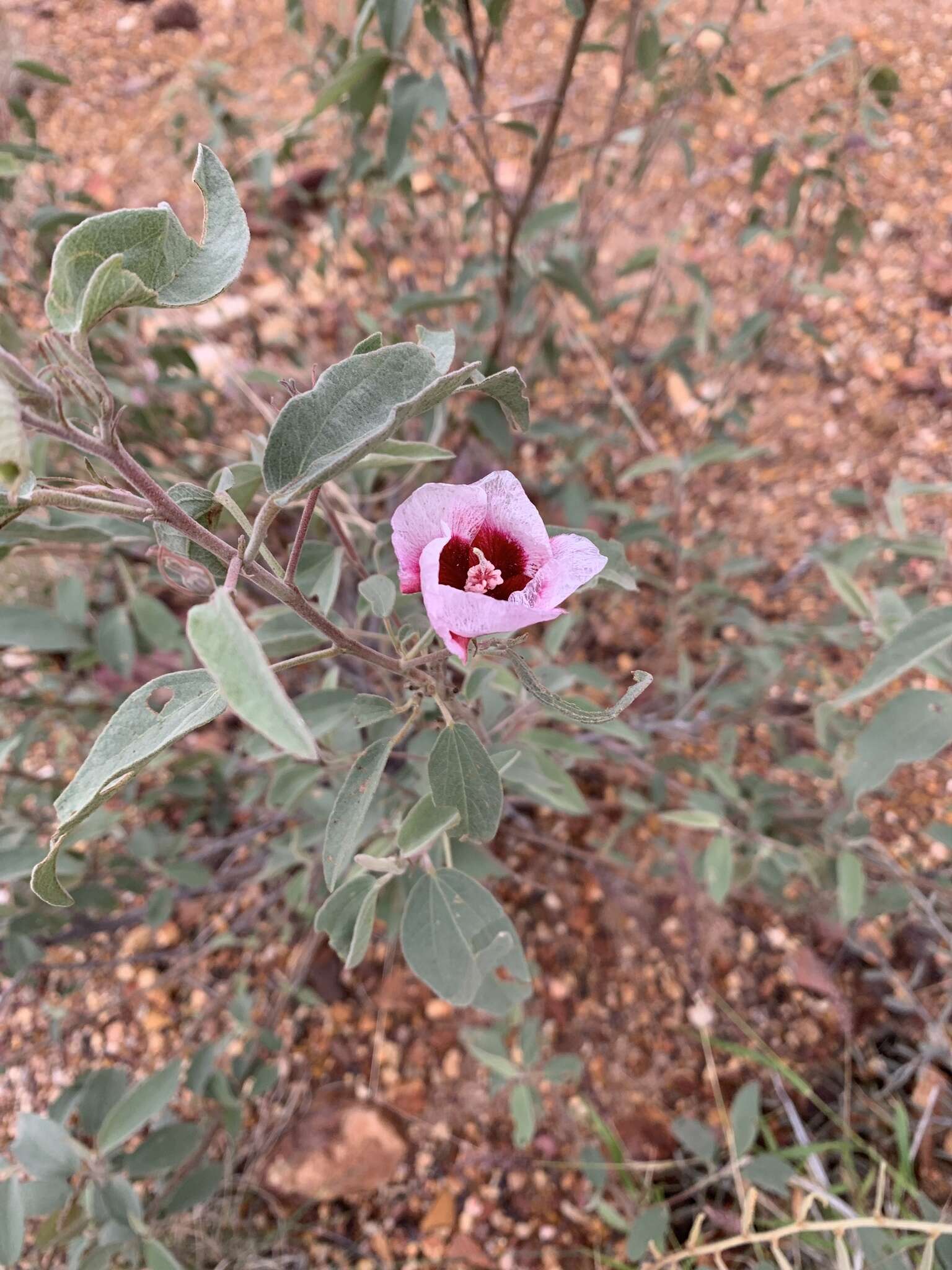 Image of Cienfuegosia australis (F. Müll.) K. Schum.