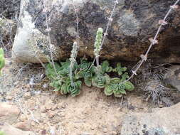 Image of Crassula tomentosa var. glabrifolia (Harv.) G. D. Rowley