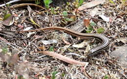 Image of Copper-Tailed Skink