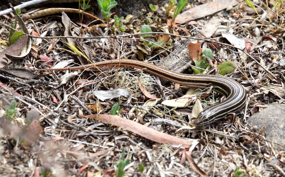 Imagem de Ctenotus taeniolatus (White 1790)