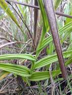 Image of Habenaria araneiflora Barb. Rodr.