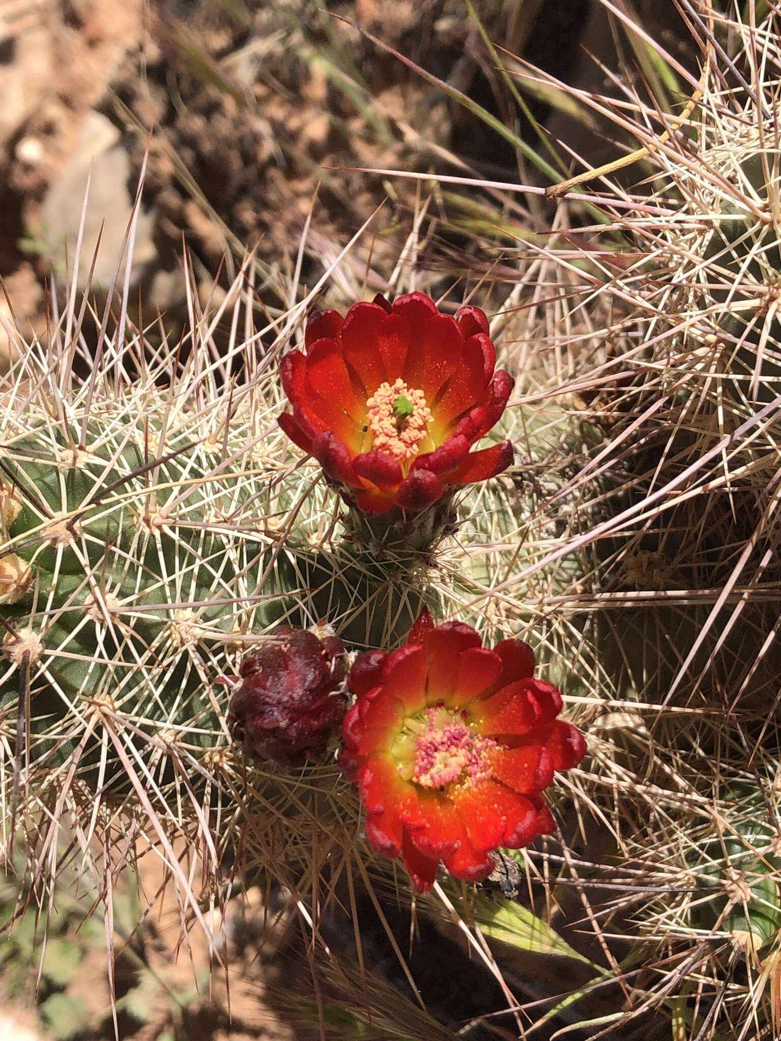 Image de Echinocereus coccineus subsp. coccineus