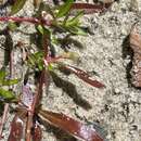 Plancia ëd Ludwigia brevipes (Long) Eames