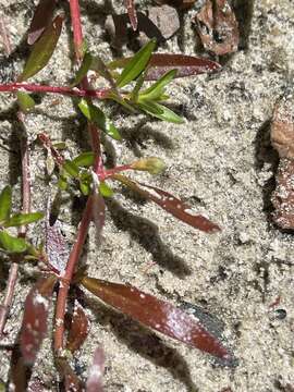 Plancia ëd Ludwigia brevipes (Long) Eames