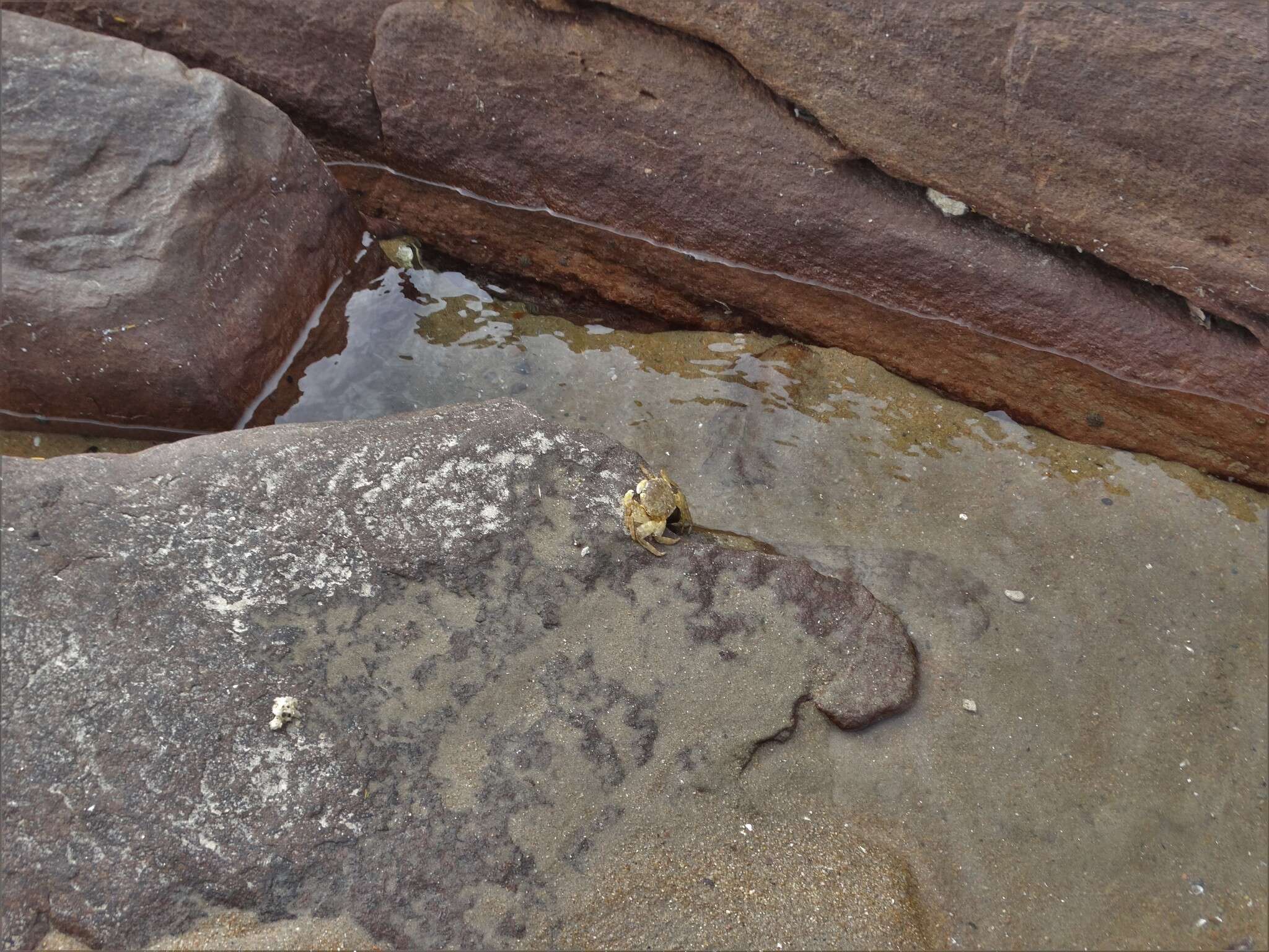 Image of Grapsus fourmanoiri Crosnier 1965