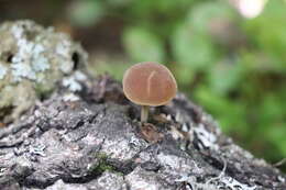 Imagem de Simocybe sumptuosa (P. D. Orton) Singer 1962