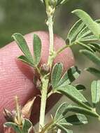 Image of Indigofera rautanenii Baker fil.