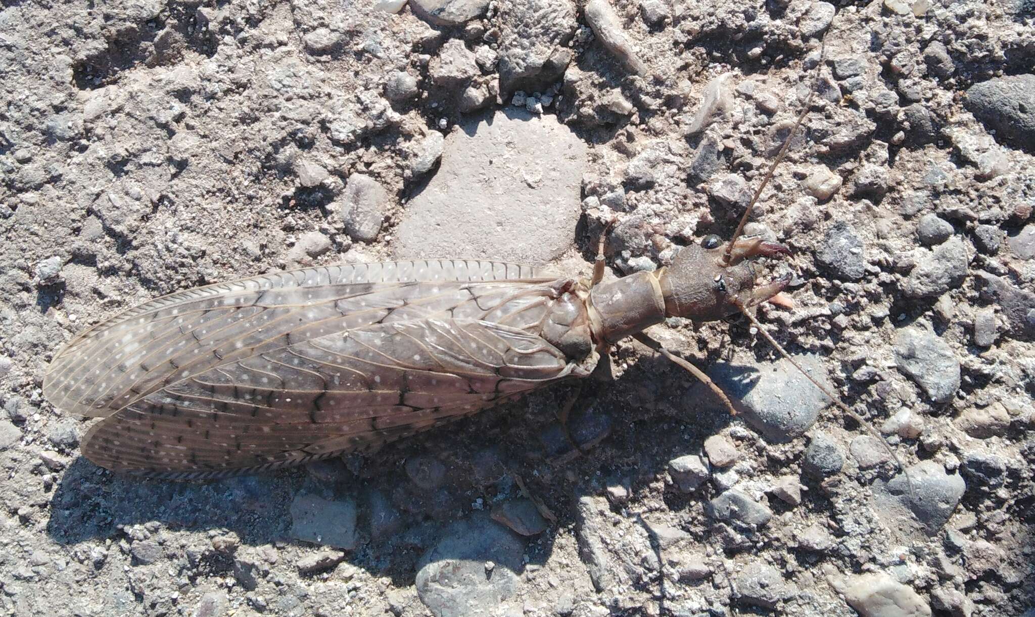 Image of Corydalus bidenticulatus Contreras-Ramos 1998