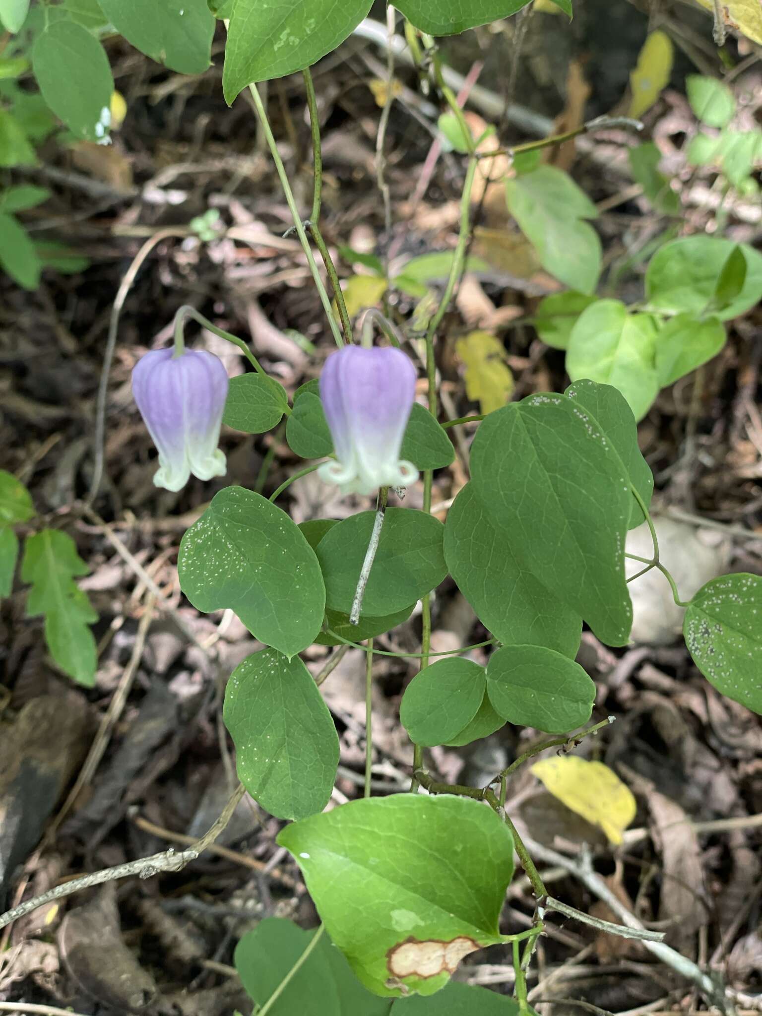 Imagem de Clematis versicolor Small