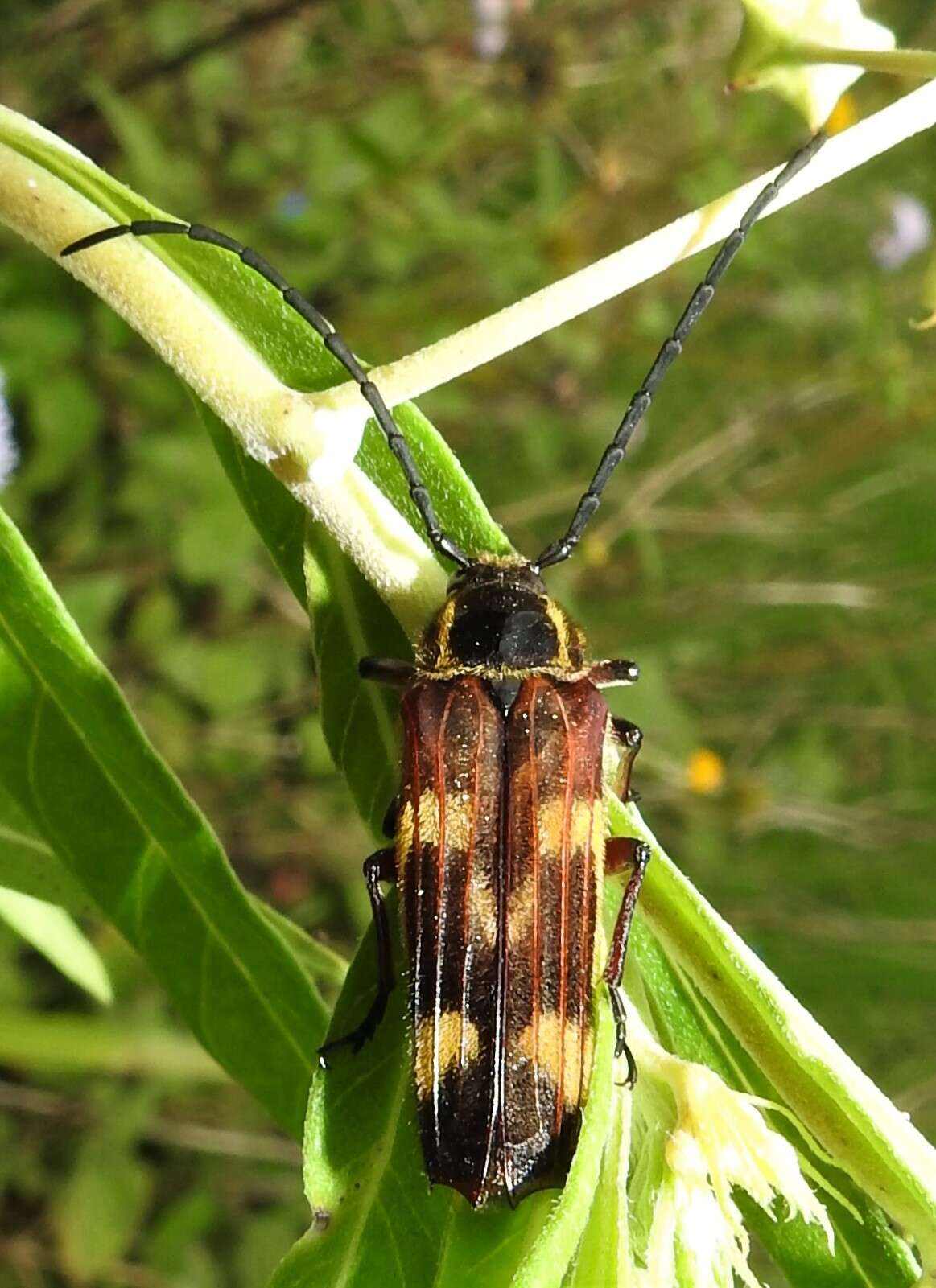 Image of Tragocerus fasciatus (Donovan 1805)