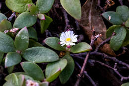 Imagem de Delosperma tradescantioides (Berg.) L. Bol.