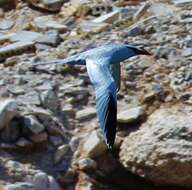 Image of Red-billed Tropicbird