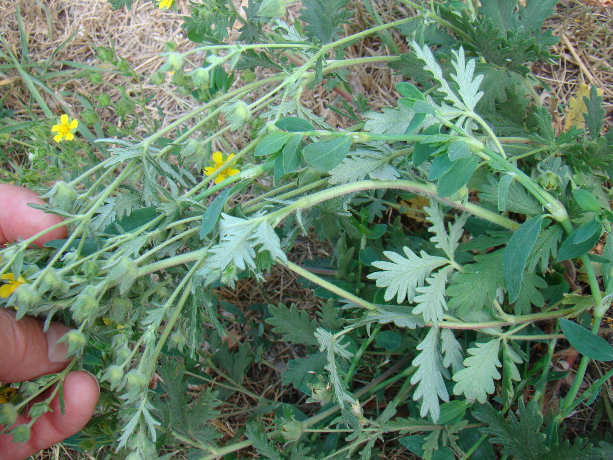 Image of Potentilla conferta Bunge