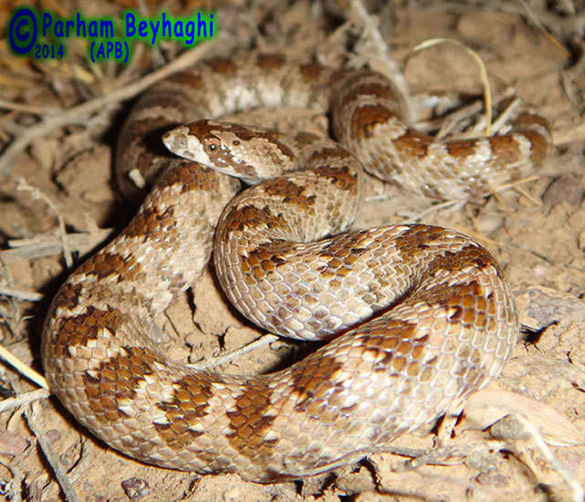 Image of Derafshi Snake