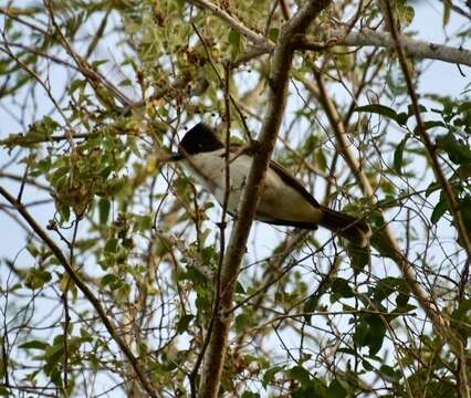 Image of Loggerhead Kingbird