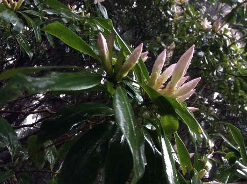 Image of Rhododendron latoucheae Franch.