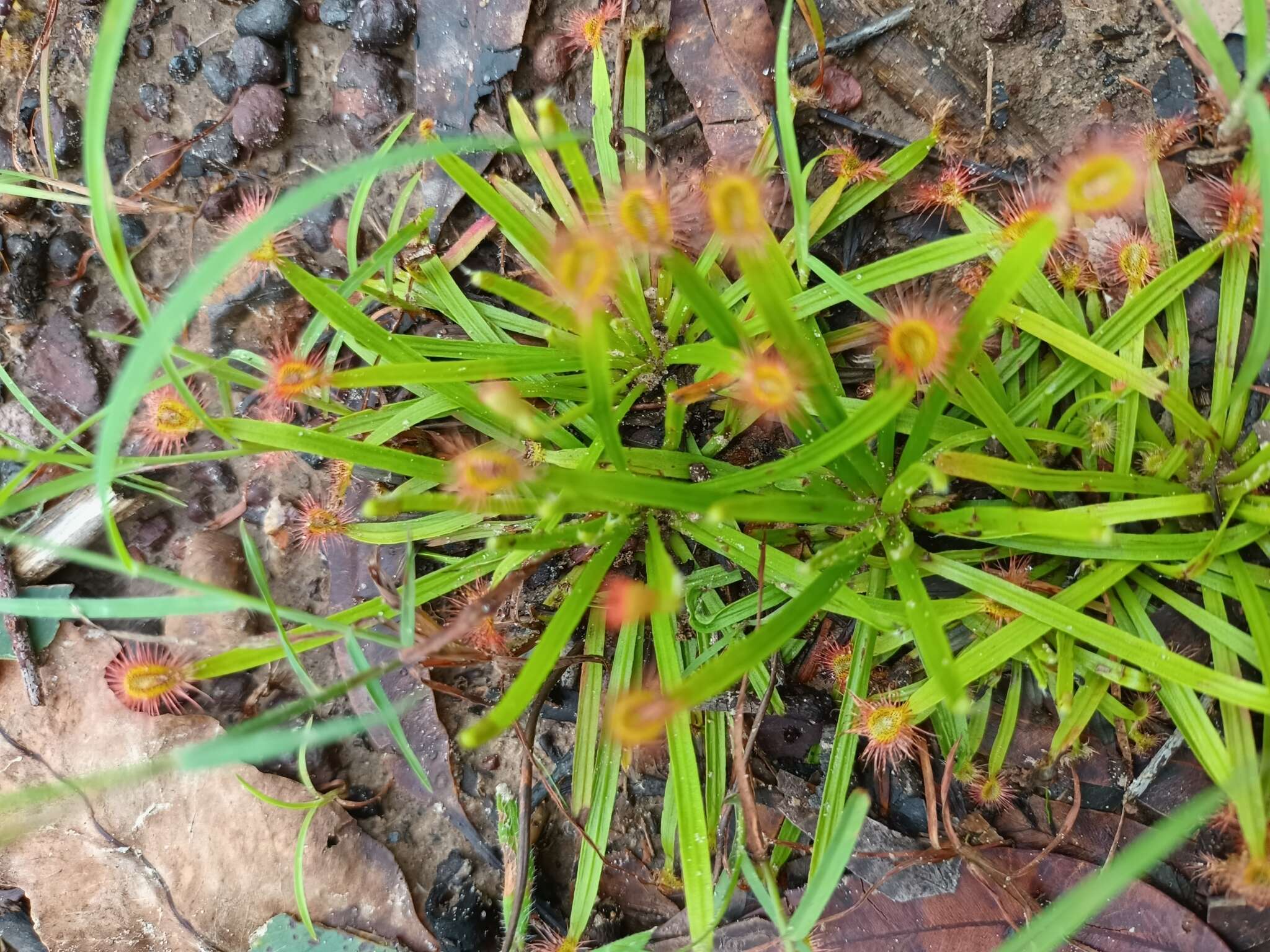 Image of Drosera dilatatopetiolaris Kondo