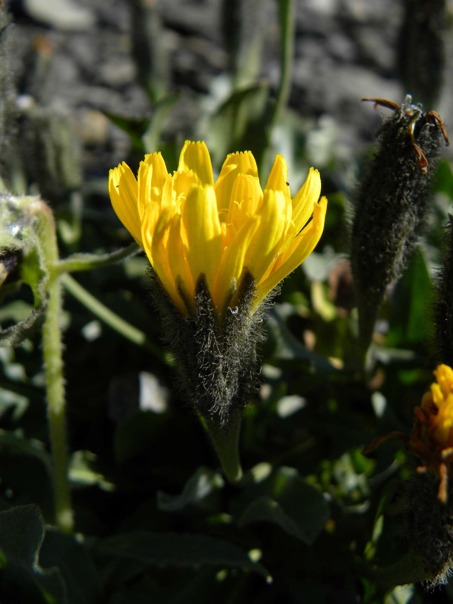 Image of Scorzoneroides montana (Lam.) J. Holub