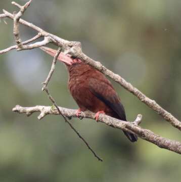 Image of Chestnut Jacamar