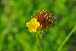 Image of Waltheria operculata Rose