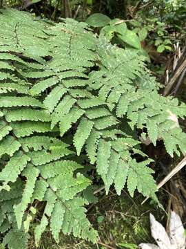 Image of Bird-Wing Tree Fern