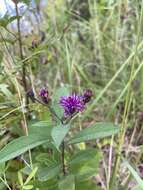 Image de Vernonia glauca (L.) Willd.