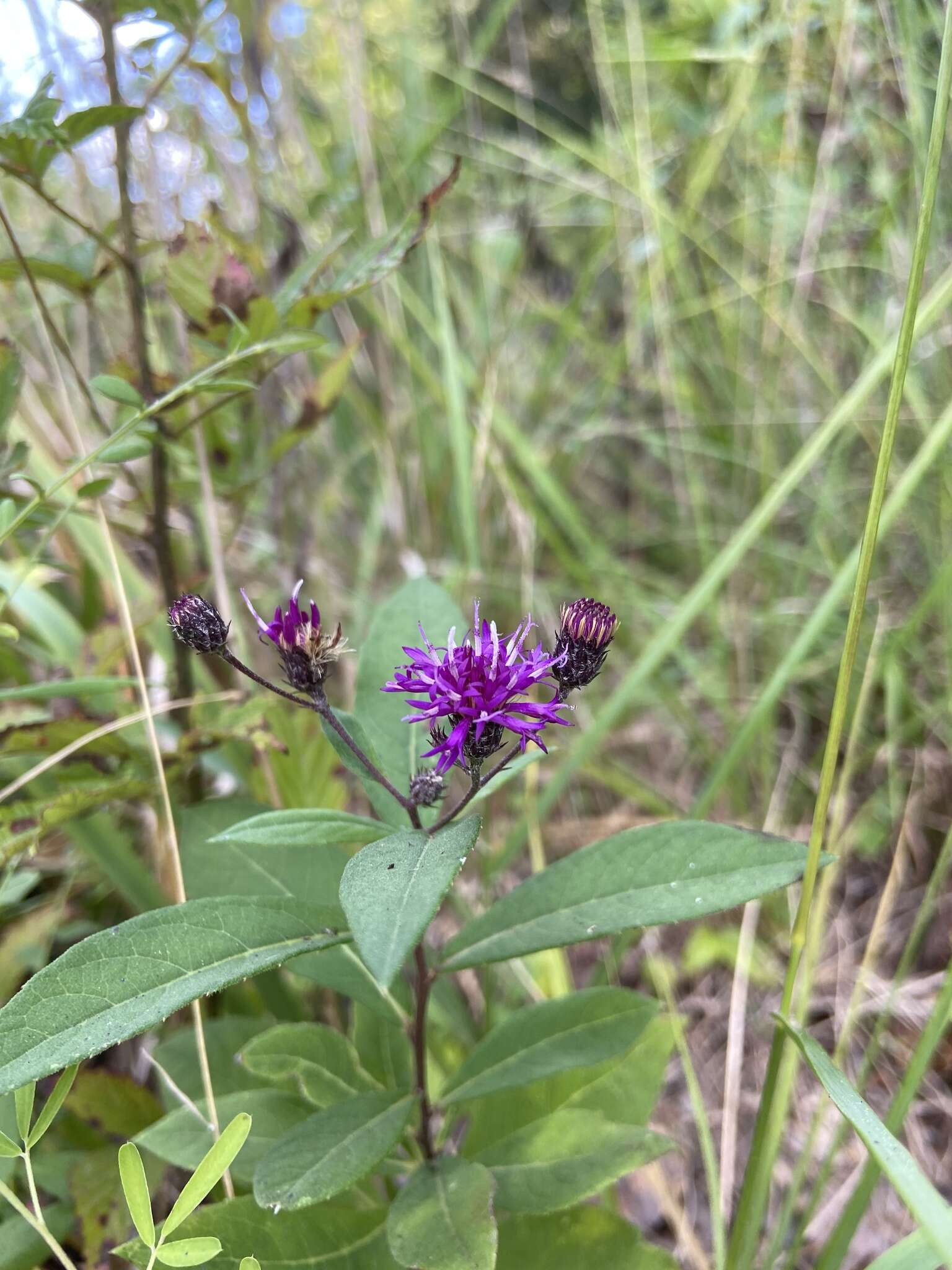 Image de Vernonia glauca (L.) Willd.