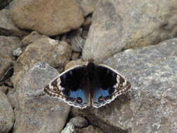 Image of Junonia orithya here Lang 1884