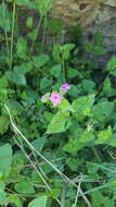 Image of Mirabilis viscosa Cav.