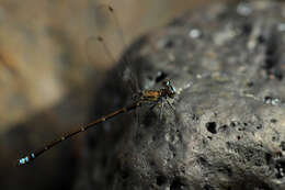 Image of Caledopteryx maculata Winstanley & Davies 1982