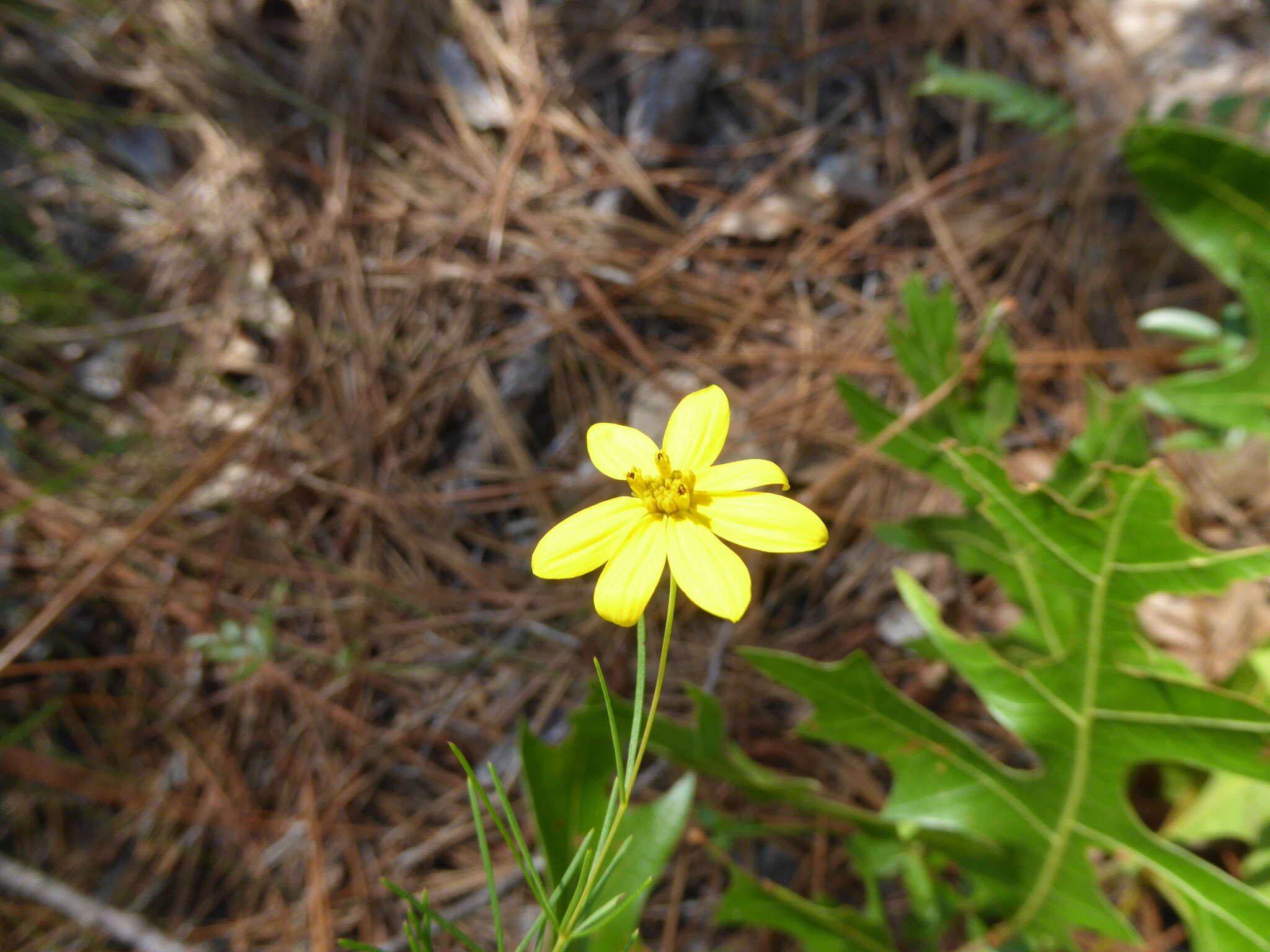 Image of whorled tickseed