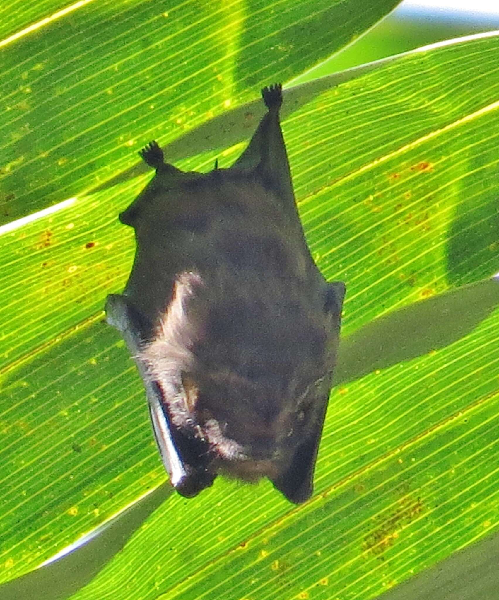 Image of Short-eared Bat