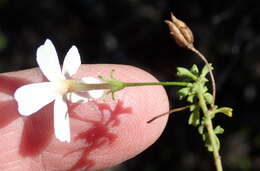 Image of Jamesbrittenia argentea (L. fil.) O. M. Hilliard