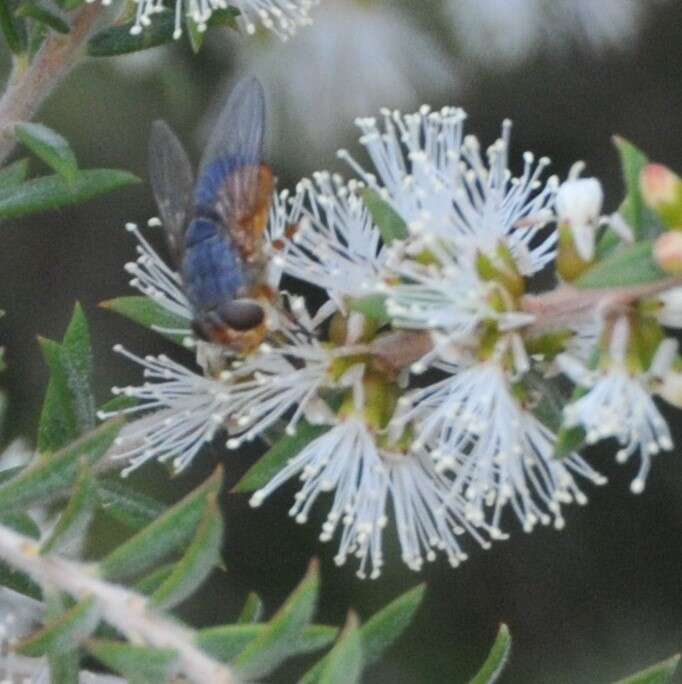 Calliphora dubia (Macquart 1855)的圖片