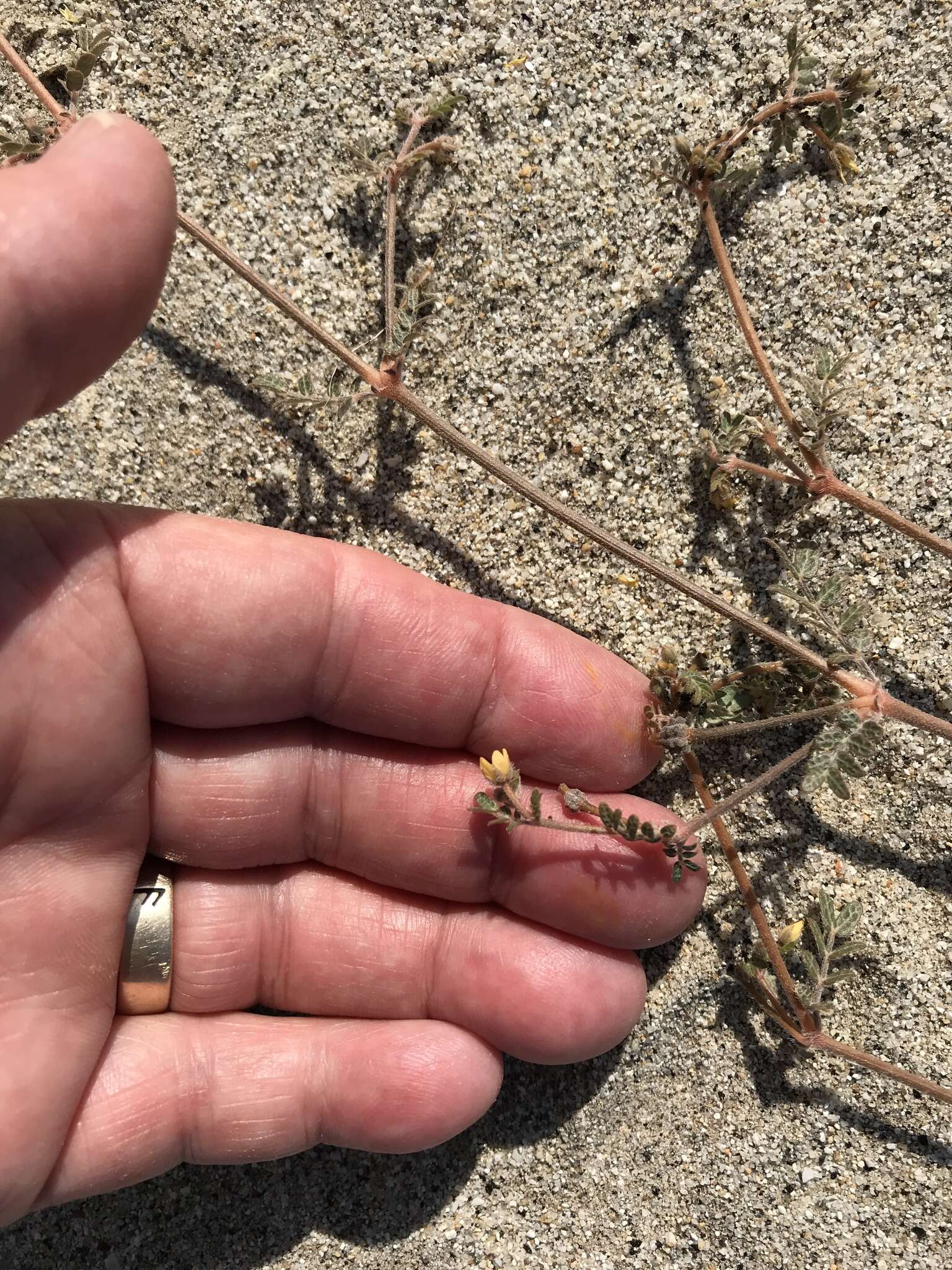 Sivun Kallstroemia californica (S. Wats.) Vail kuva