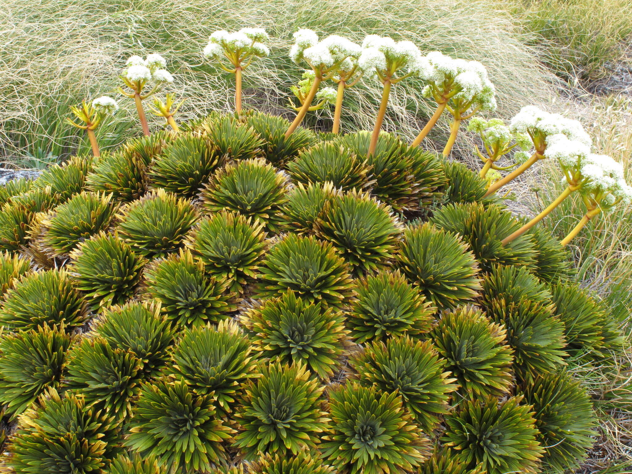 Image of Aciphylla crosby-smithii Petrie