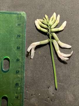 Image of Idaho milkvetch