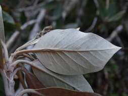 Image de Olearia avicenniifolia (Raoul) Hook. fil.