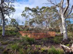 Image of Eucalyptus recurva M. D. Crisp