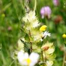 Rhinanthus pumilus (Sterneck) A. Soldano的圖片