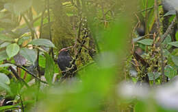 Image of Bicolored Antvireo