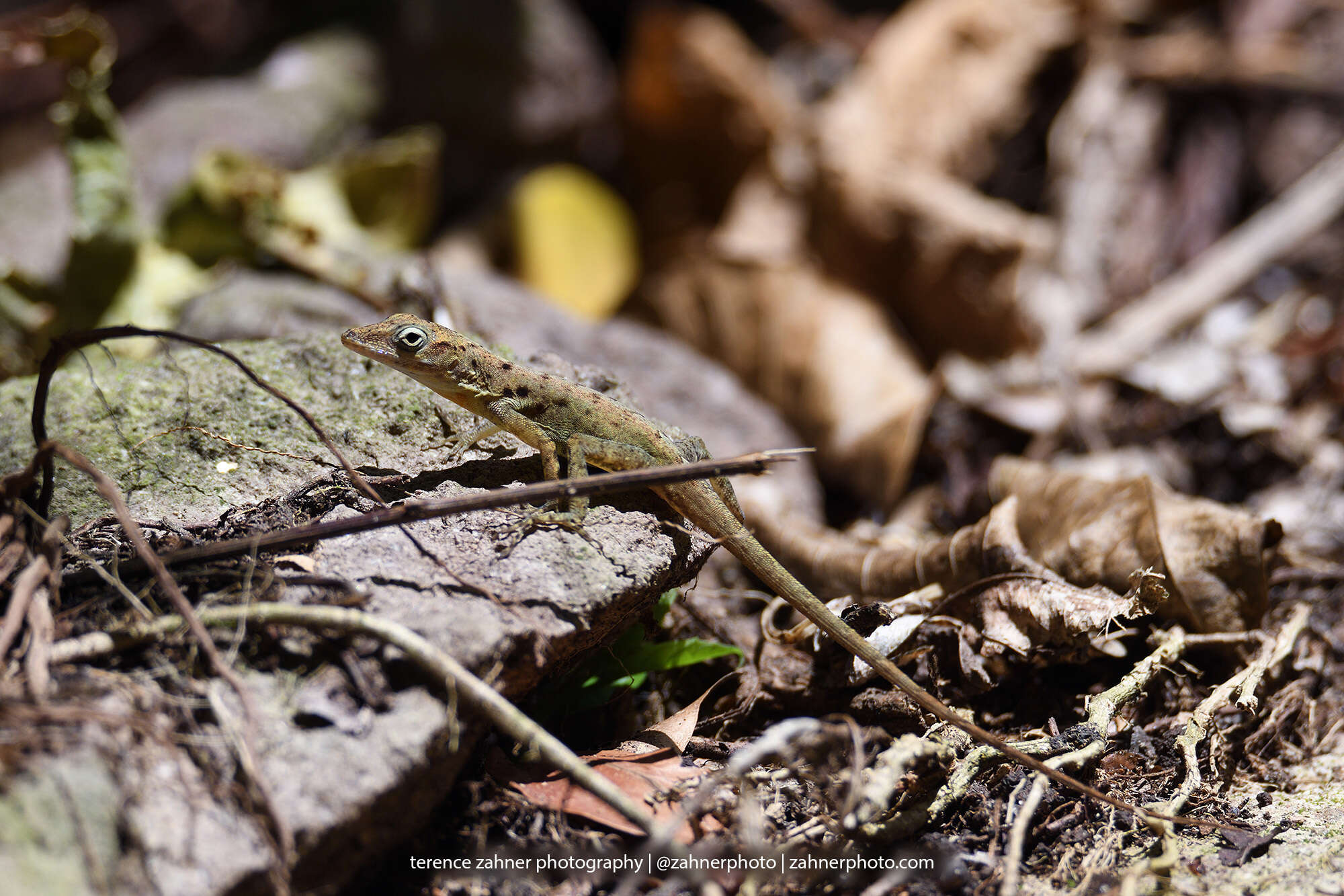 Image of Saban Anole