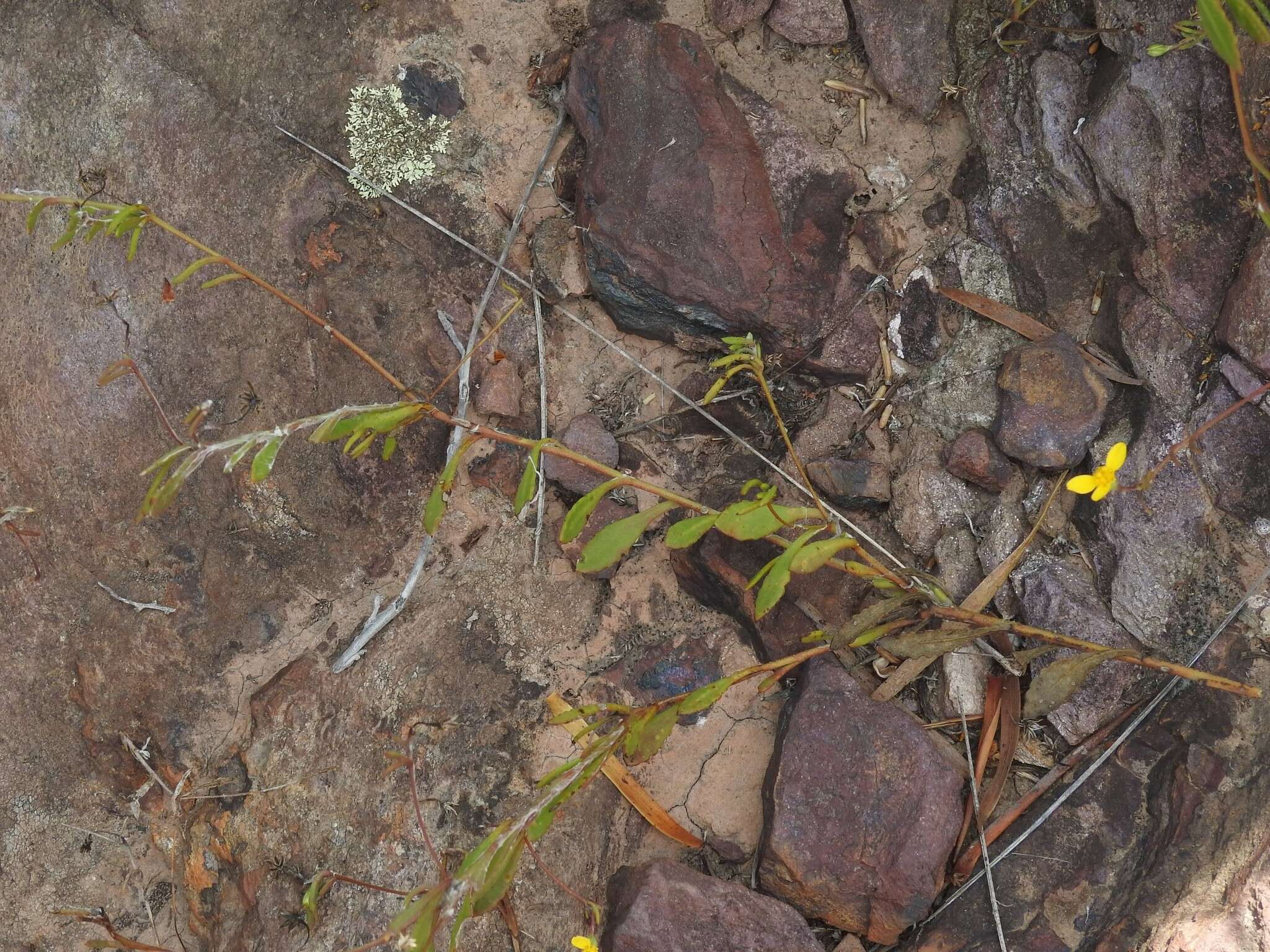 Image of Osteospermum ciliatum Berg.