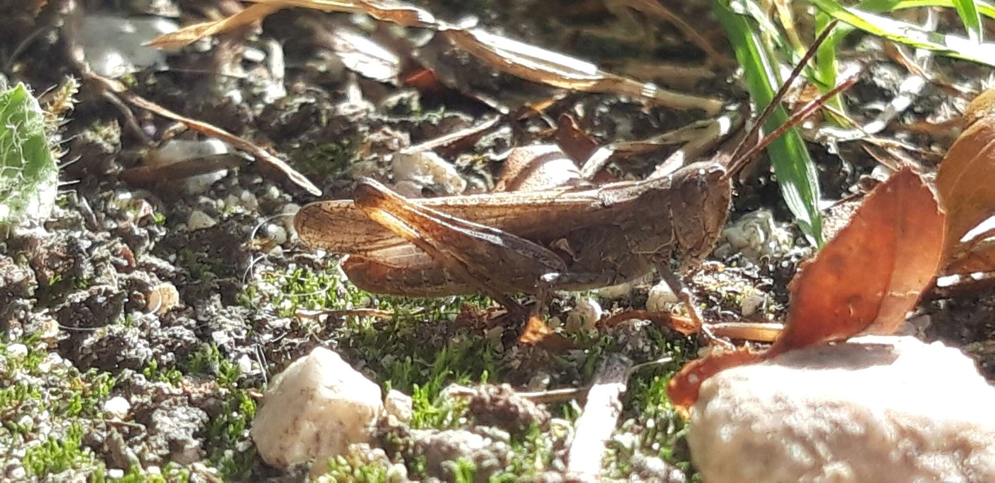 Chorthippus (Glyptobothrus) biguttulus (Linnaeus 1758) resmi