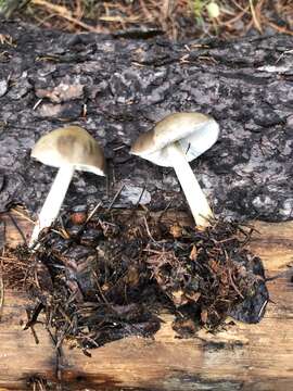 Pluteus brunneidiscus Murrill 1917 resmi