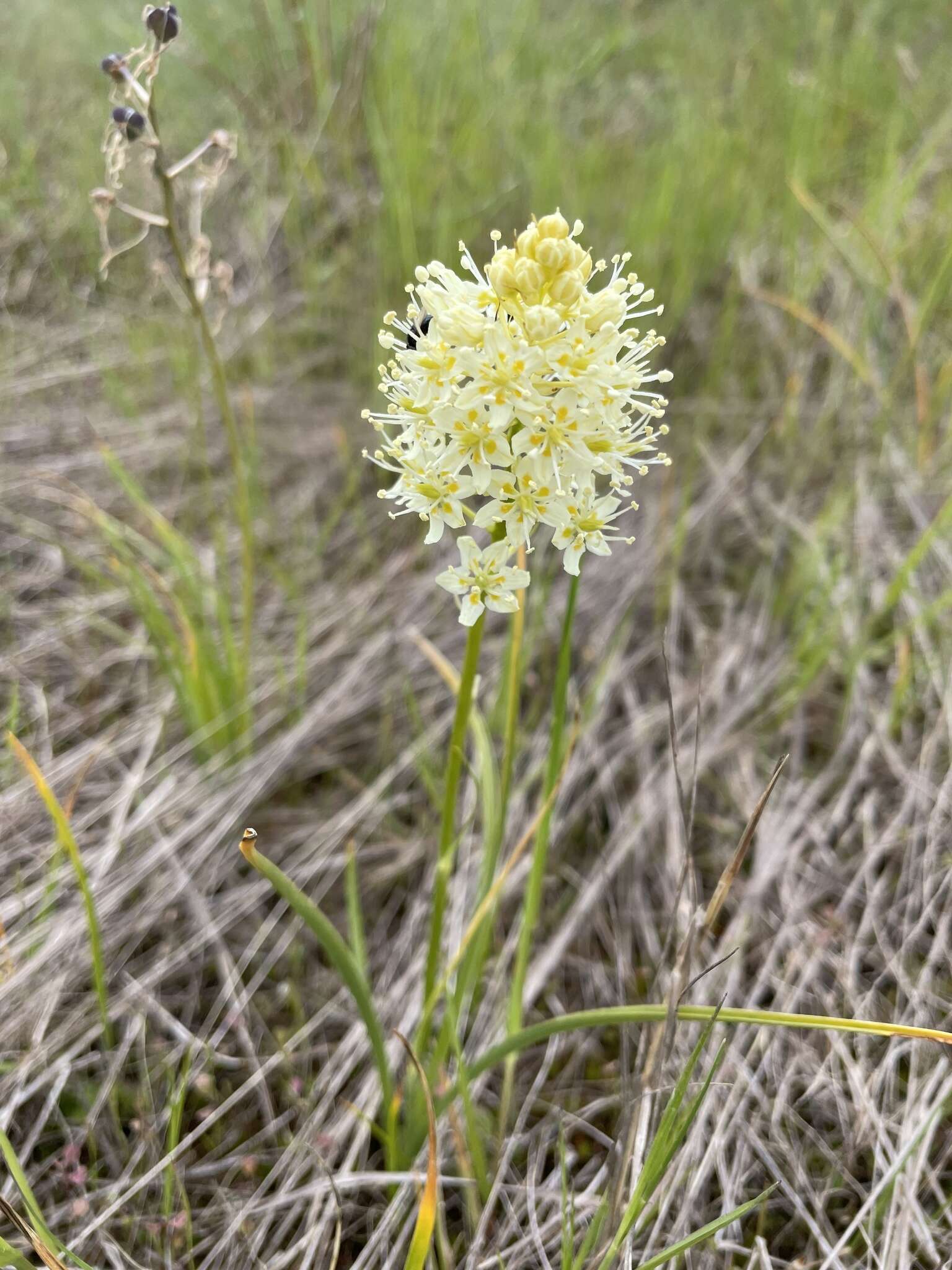 Image of Toxicoscordion venenosum var. venenosum